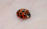 Ladybug Details