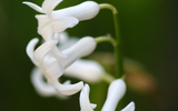 Tear Drop Flowers